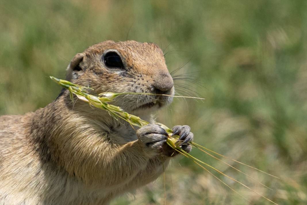 Toprağın verimliliğine katkı sağlayan gelengiler ortaya çıktı 1